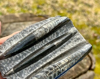 本物の天然オルソセラス化石、PH4/7、化石入りマトリックス、モロッコ
