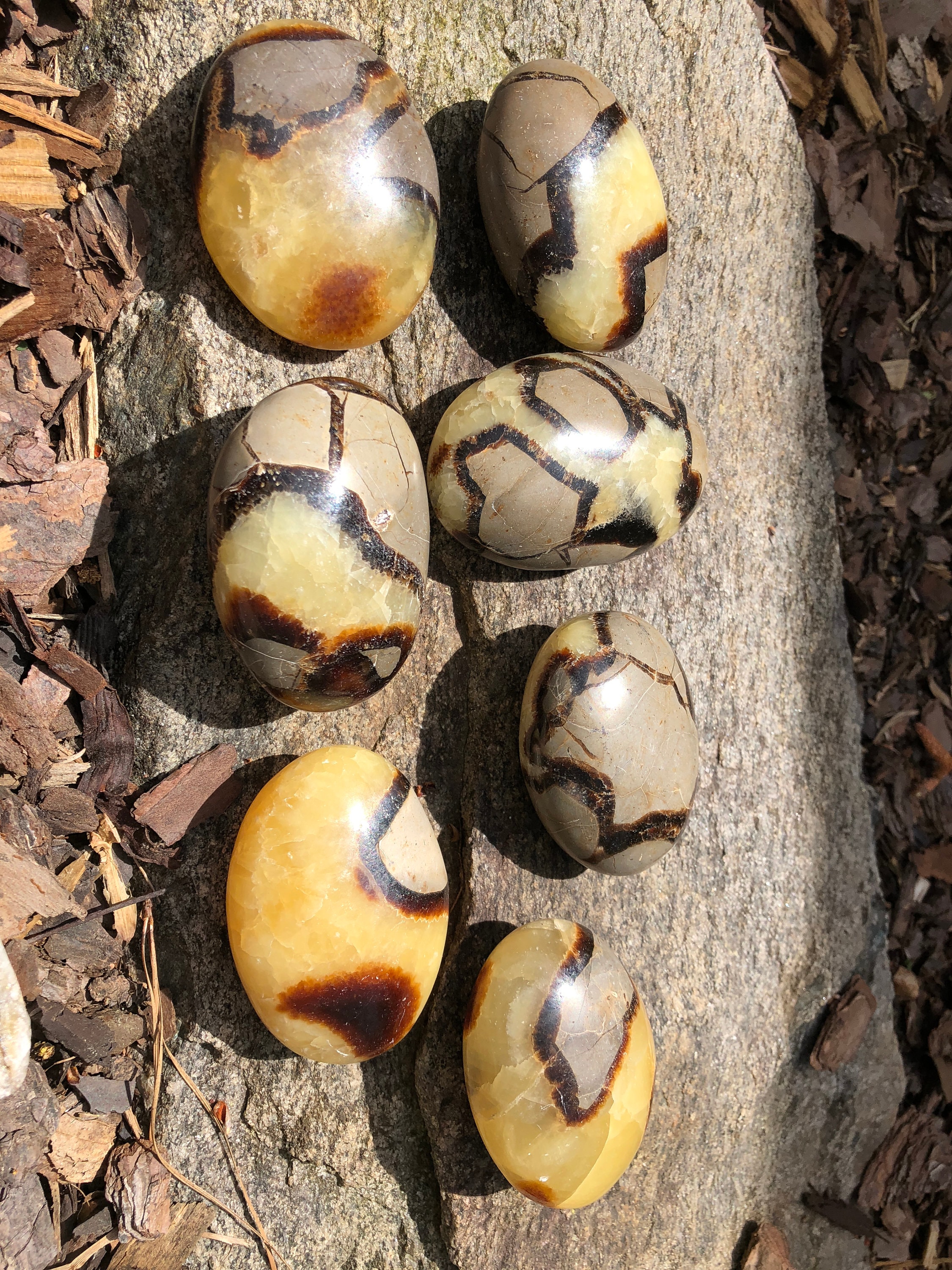 XL Septarian Palm Stone - Dragon Egg - SPS-2 Calcite, Limestone