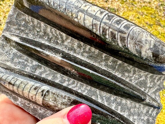 本物の天然オルソセラス化石、PH4/7、化石入りマトリックス、モロッコ