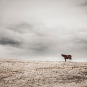May include: A brown horse stands alone on a grassy hill against a cloudy sky.