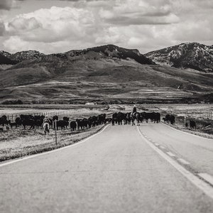 May include: Black and white photograph of a herd of cattle being driven down a paved road by cowboys on horseback. Mountains and a cloudy sky are in the background. The image is a landscape scene.