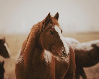 Frosty Morn, horse, frosty horse, ranch photo, farmhouse art, fine art print, wall art, photo, photograph