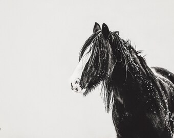 Black Shire, horse, black and white horse, Shire horse, farm house photo, fine art print, wall art, photo, photograph