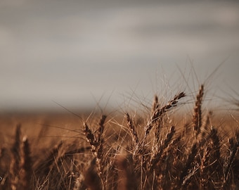 The Harvest, wheat, wheatfield, grain, farm photo, fine art print, wall art, photo, photograph