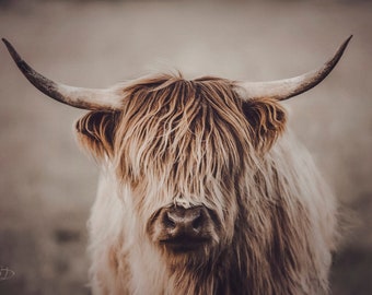 Hairy Highlander, highlander cow print, cow art, Scottish Highlander, cattle ranch photo, fine art print, wall art, photo, photograph