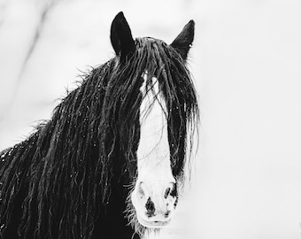 Black Beauty, horse, black and white horse, Shire horse, farm house photo, fine art print, wall art, photo, photograph