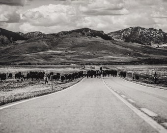 Montana Traffic Jam, cow art, farmhouse art, black and white, monochromatic, ranch photo, fine art print, wall art, photograph, ranch photo