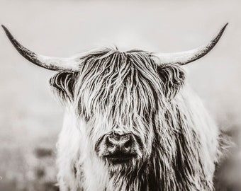 Hairy Highlander, highlander cow print, cow art, bw, Scottish Highlander, cattle ranch photo, fine art print, wall art, photo, photograph