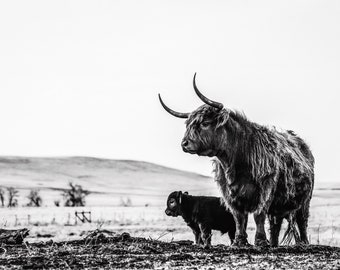 Stand By Me, black + white,  highlander cow print, cow art, Scottish Highlander, cattle ranch photo, fine art print, wall art, farmhouse art