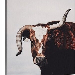 May include: A close-up of a brown and white bull with large horns. The bull is looking directly at the camera with a serious expression.