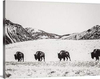 Giants of the West Canvas, buffalo, bison, wildlife photo, black and white, monochromatic, fine art print, wall art