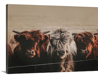 Three Amigos, highlander cow print, cow art, Scottish Highlander, cattle ranch photo, fine art print, wall art, photo, farmhouse art