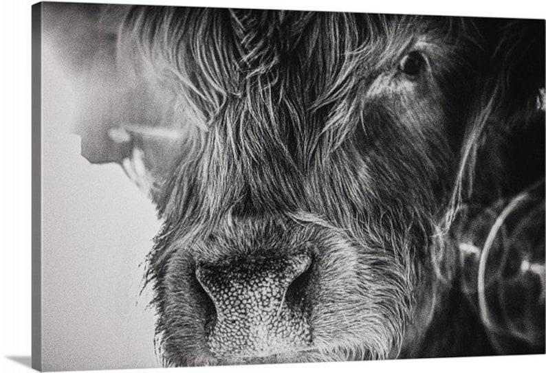 Sunny, Hairy Highlander Canvas, highlander cow print black and white, cow art, Highlander, cattle ranch photo, fine art print wall art image 1