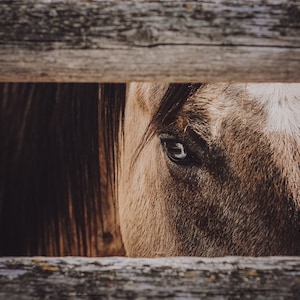 May include: A brown horse with a white patch on its face looks through a wooden fence. The horse's eye is visible.