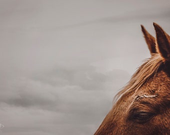 Copper, horse, horse eyes, horse ears, ranch photo, fine art print, wall art, photo, photograph