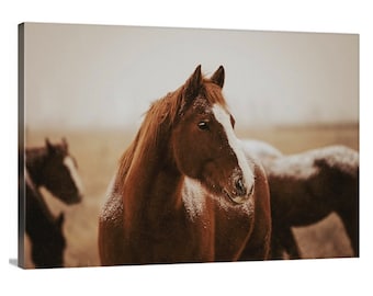 Frosty Morn canvas print, horse, frosty horse, farmhouse art, ranch photo, fine art print, wall art, photo, photograph