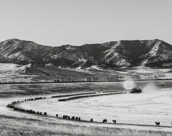 MEAL TRAIN print, cows feeding, Montana, cow art, cattle ranch photo, tractor, fine art print, wall art, farmhouse art