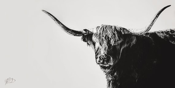Scottish Rogue, highlander cow print, cow art, bw, Scottish Highlander, cattle ranch photo, fine art print, wall art, photo, boho wall art