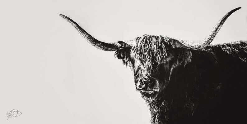 May include: Black and white drawing of a Highland cow with long, shaggy fur and large horns. The cow is looking to the right of the image.