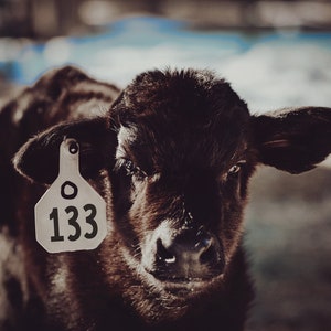 May include: A close-up of a black calf with a white ear tag that reads "133".