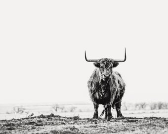 Stand Off, highlander cow print, cow art, Scottish Highlander, cattle ranch photo, fine art print, wall art, photo, farmhouse art