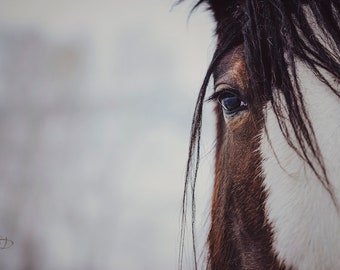 Messy Hair, horse, horse eyes, Clydesdale horse, ranch photo, fine art print, wall art, photo, photograph