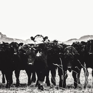 Peekaboo, cow, cow art, farmhouse art, black and white, monochromatic, ranch photo, fine art print, wall art, photograph, ranch photo