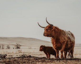 Stand By Me,  highlander cow print, cow art, Scottish Highlander, cattle ranch photo, fine art print, wall art, photo, farmhouse art