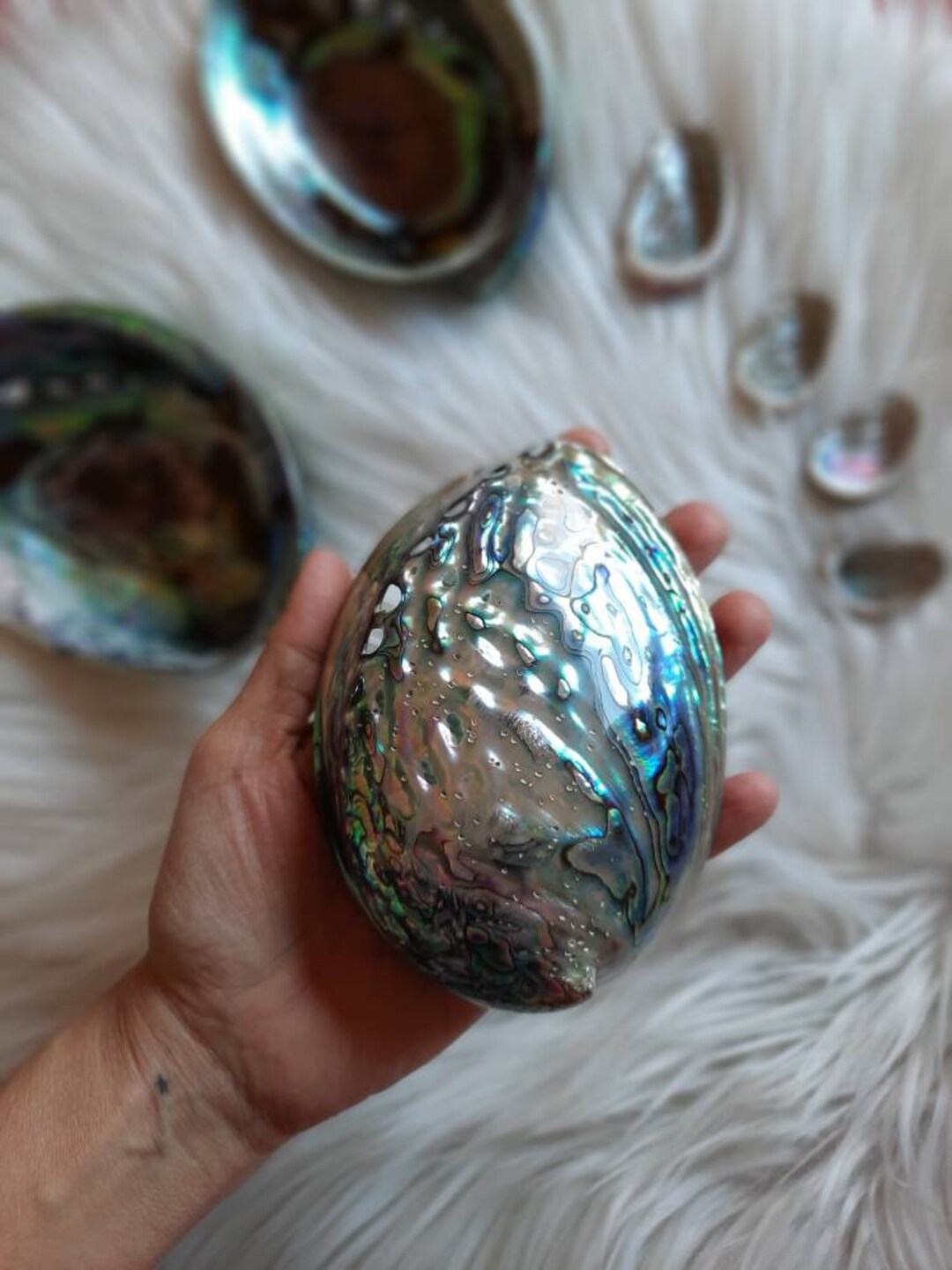 Abalone Shell, Abalone Shell, Mother of Pearl, Crystal Therapy ...