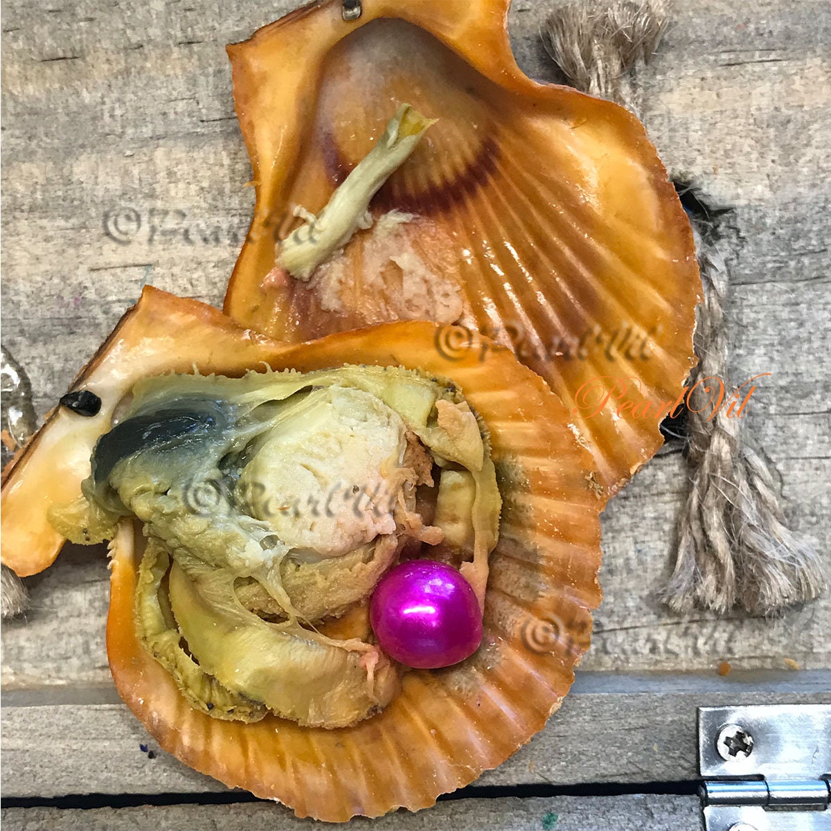 PalmOrleans_W_OysterScallop_Fr
