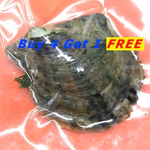 Akoya Oyster Individually Wrapped With 6.5-9mm Pearl BEST Quality and Price Discount - Order To Go