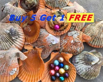 Noble Scallop Seashells Colorful Mix Pecten Nobilis (10