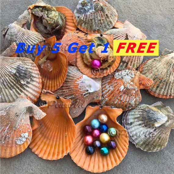 X-Large Scallop Shell Specimen in Mother of Pearl / Yellow