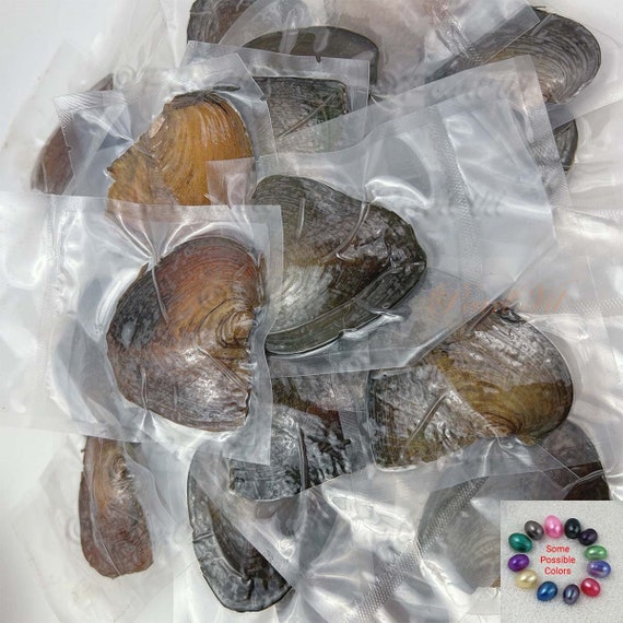 Buy oysters with pearls inside best sale