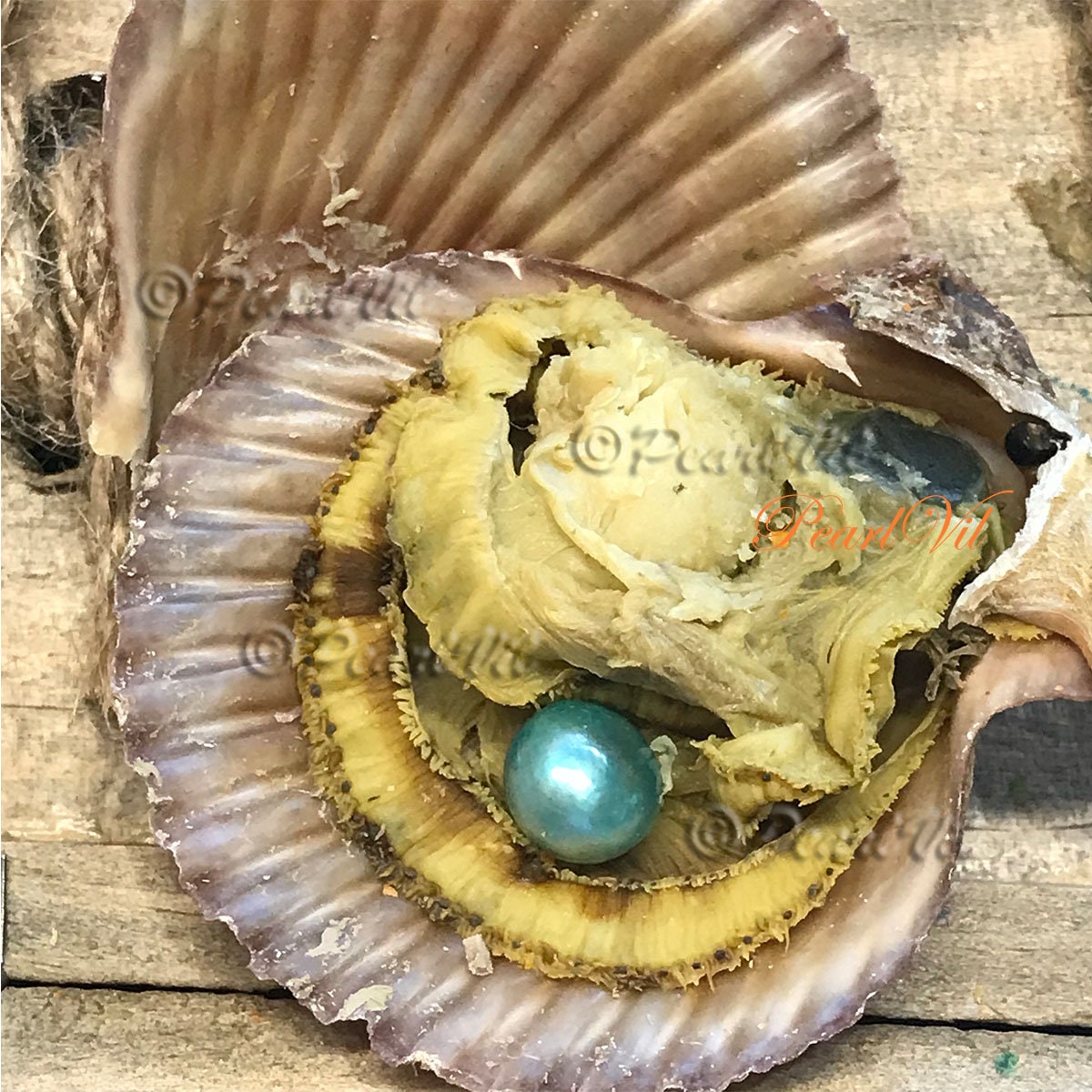 Holy Scallops Pearl Earrings – BHelmi