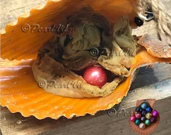 20 Scallop Oysters Individually Wrapped Each With 8-12mm Edison Pearl - Order To Go