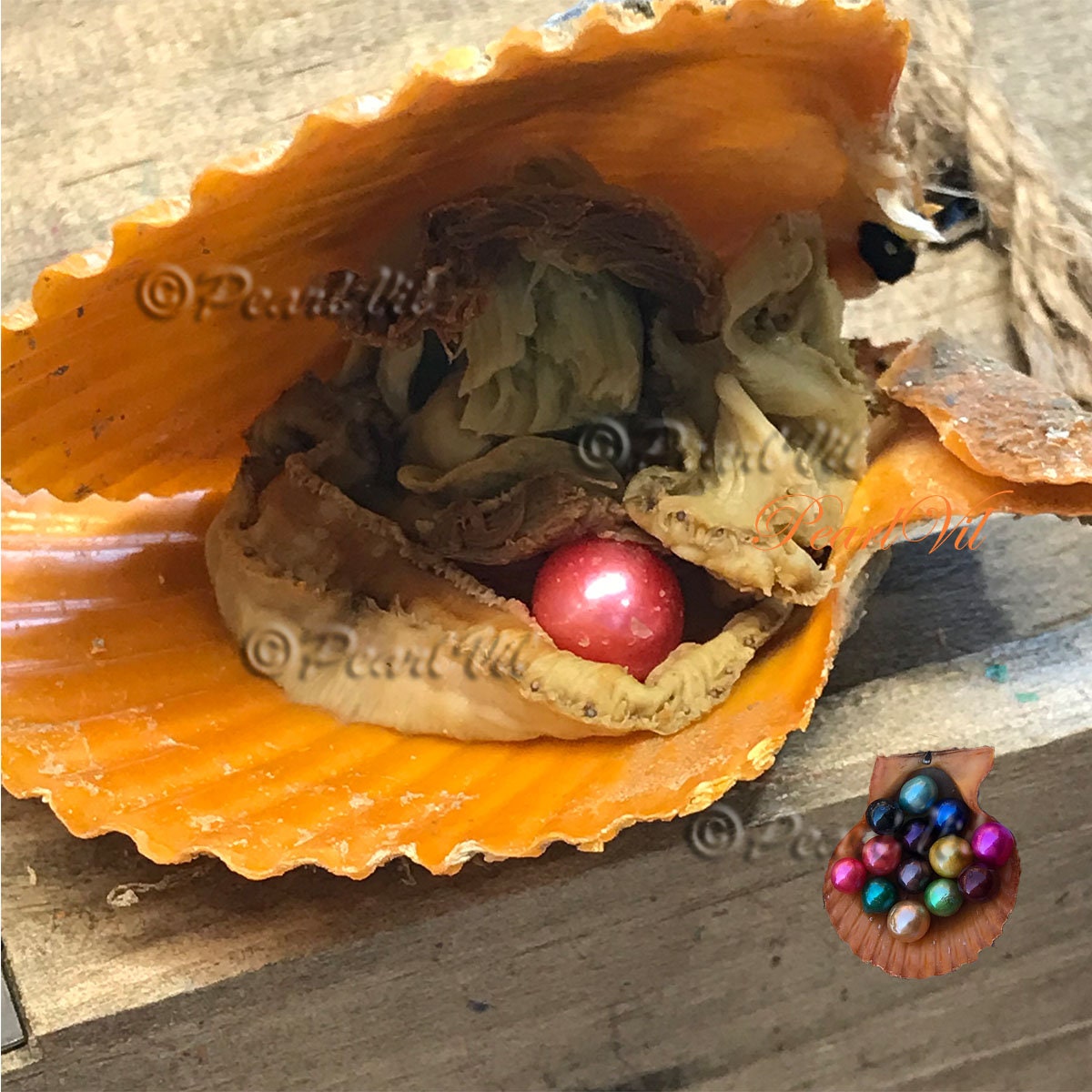 Scallop Shells | Underwater Eden - Touch Textiles by EZ