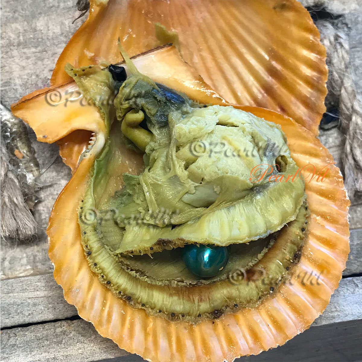 Noble Scallop Seashells Colorful Mix Pecten Nobilis (10