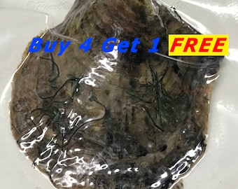 Akoya Oyster Individually Wrapped With 6-7mm Pearl BEST Quality and Price Discount - Order To Go - Buy 4 Get the 5th Free