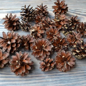 Pine cones for crafts 50pcs Natural pine cones Christmas decorations craft ornaments wreath Forest supplies Rustic decor Woodland wedding