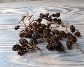 Mini Alder Cones: Natural Craft Supply, Terrarium Decor