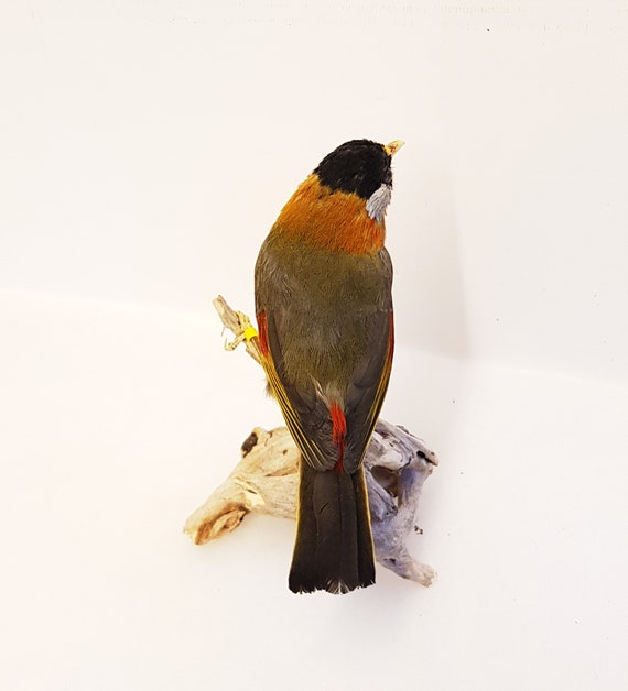 Taxidermie Vente Empaillés Mesia Oiseaux Taxidermie Tierpräparat Ausgestopft Naturalisé Empaillé Préparation Art Déco Plumes Oiseaux Véritable Plume