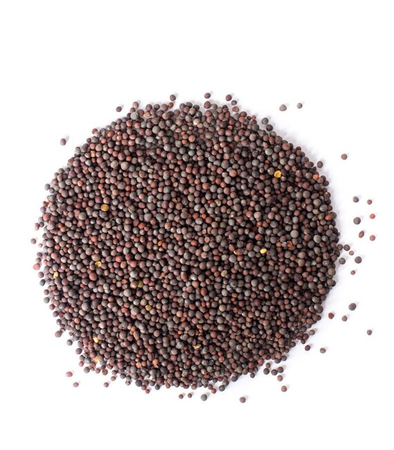 Black / Brown Mustard Seeds 100g Brassica Nigra Whole Etsy