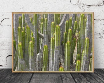 Arte de cactus, arte de pared de cactus, cartel de cactus, fotografía, impresión de arte de cactus, amantes de la naturaleza, fotografía de naturaleza, amante de los viajes, regalo fotográfico