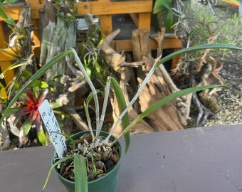 Orchid live Brassavola little stars x Cattleya bicolor - potted