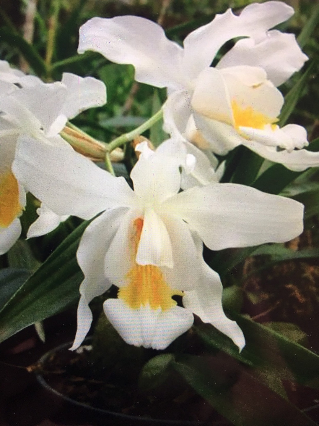 Orchid Cologne Cristata - Bare Root - Etsy