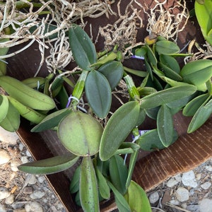 Orchid Cattleya schilleriana bare root image 2