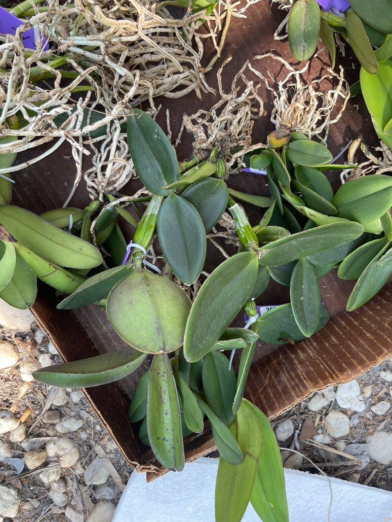 Orchid Cattleya schilleriana bare root image 2