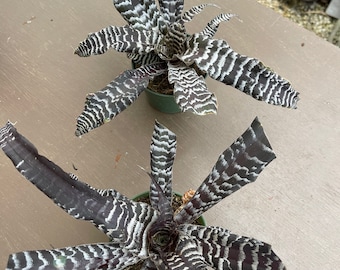 Plant live Cryptanthus "Zebra" - 4" potted