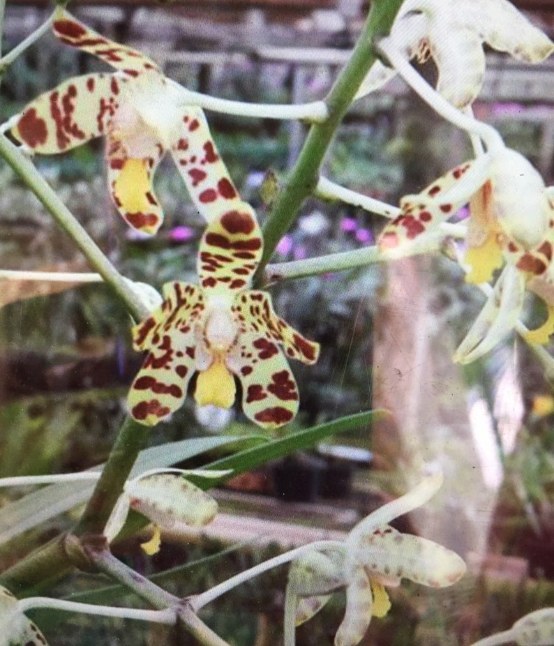 Orchid Ansellia africana potted image 1